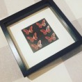 Tartan Butterfly Box Frame